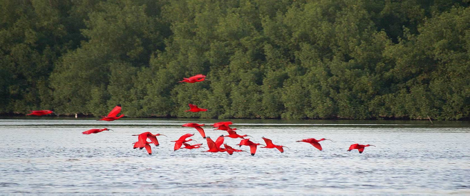 caroni-swamp-and-bird-sanctuary-Caroni-4-1600x667